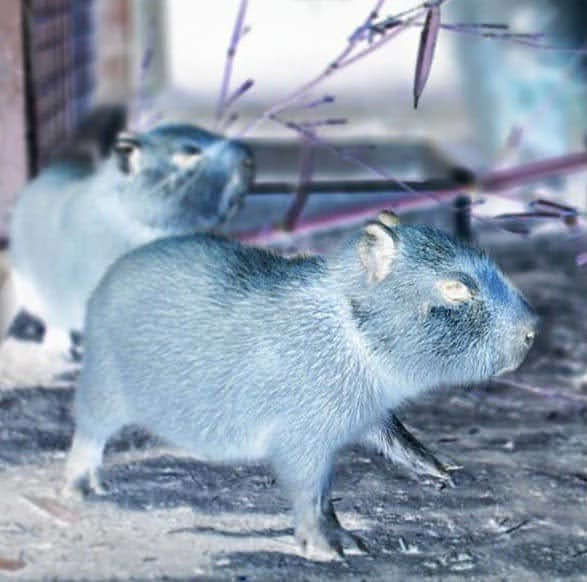capybara_negative